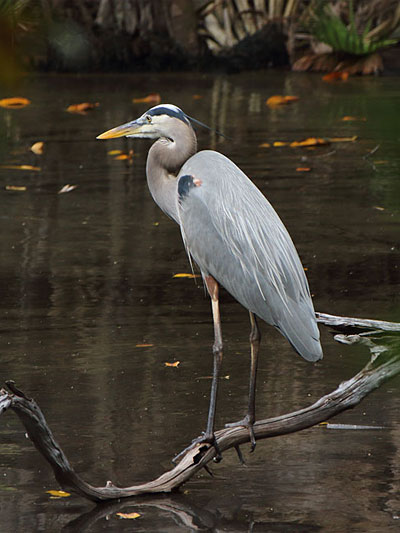 Aves acuáticas de Yucatán
