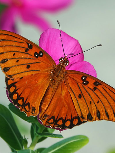 Mariposas