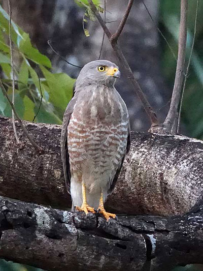 Aves terrestres de Yucatán